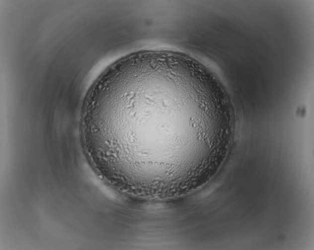 X0000110981231200906191356