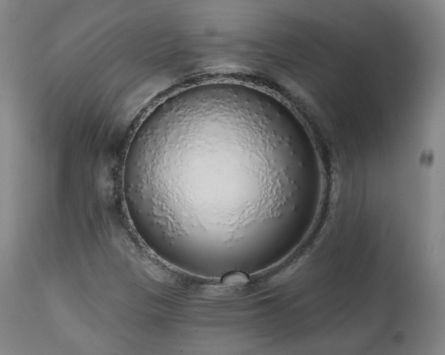 X0000110981305200906191355