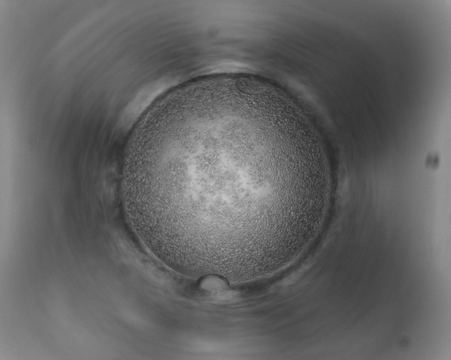 X0000110981313200906191355