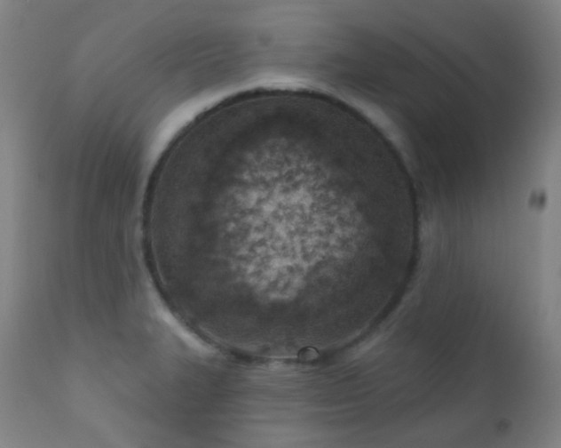 X0000110981327200906191355