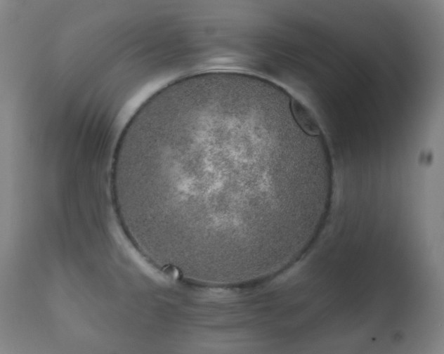 X0000110981333200906191355