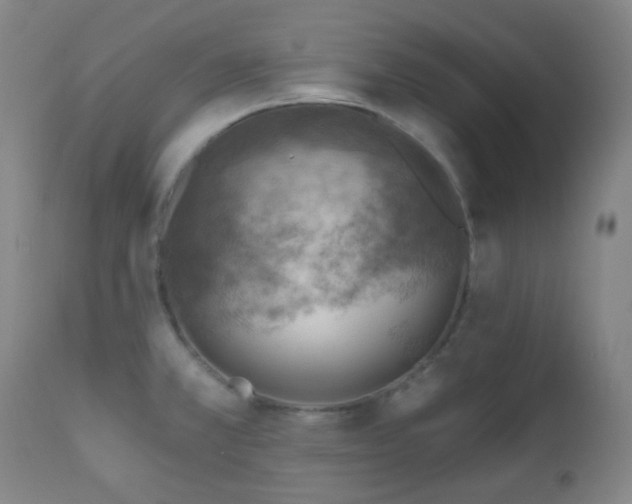 X0000110981381200906191354