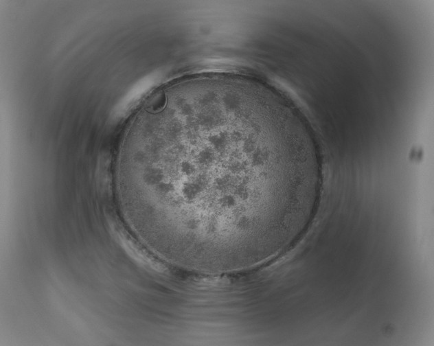 X0000110981403200906191353