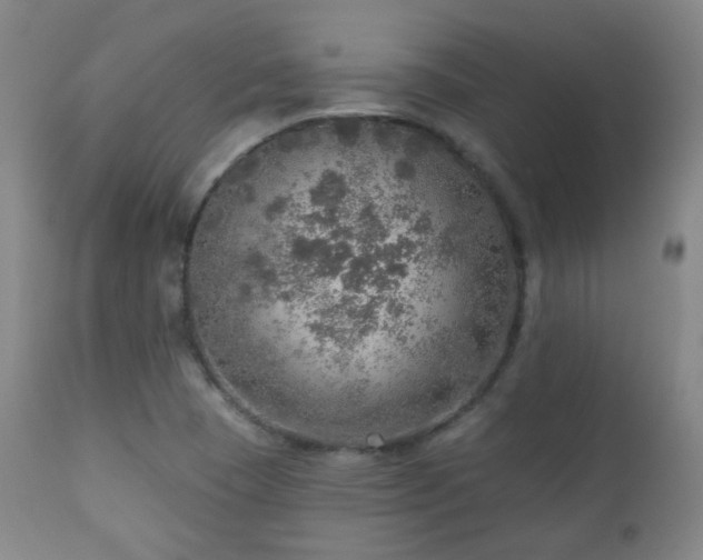 X0000110981409200906191354