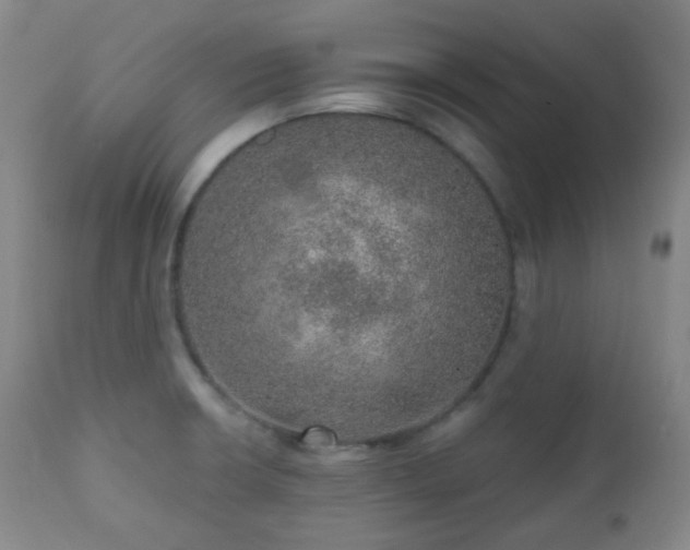 X0000110981426200906191354