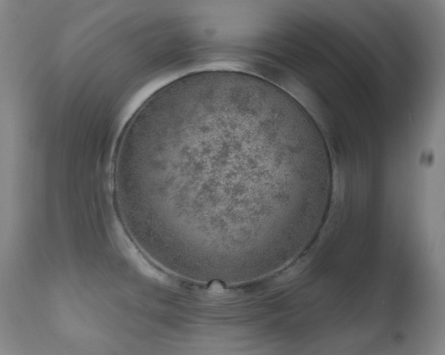 X0000110981436200906191354