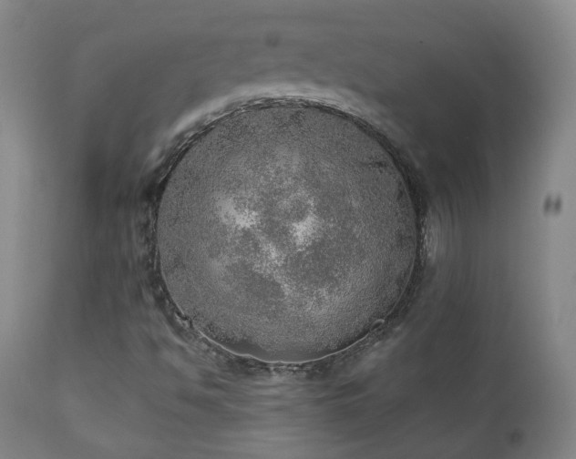 X0000110981494200906191352