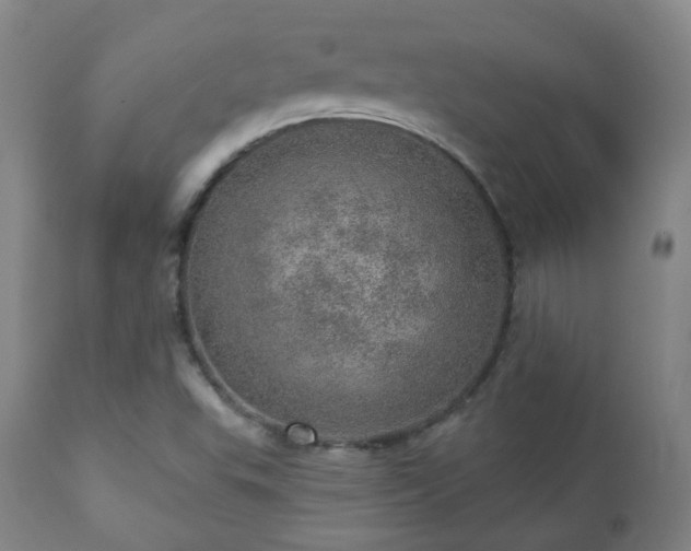 X0000110981503200906191352