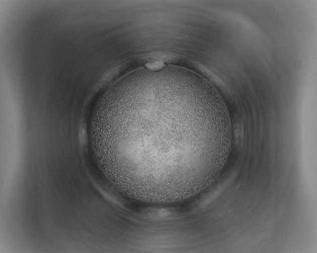 X0000110980254200906261435