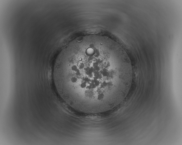 X0000110980745200906261429