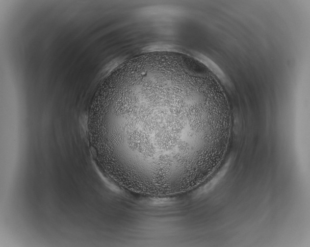 X0000110980849200906261428