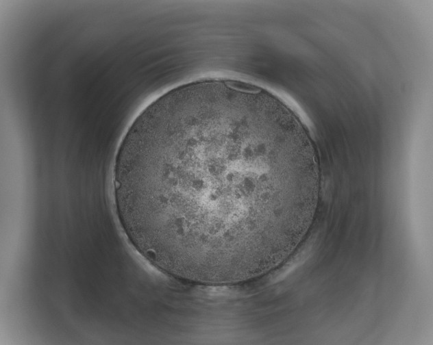 X0000110980903200906261427