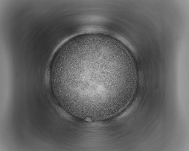 X0000110981021200906261425