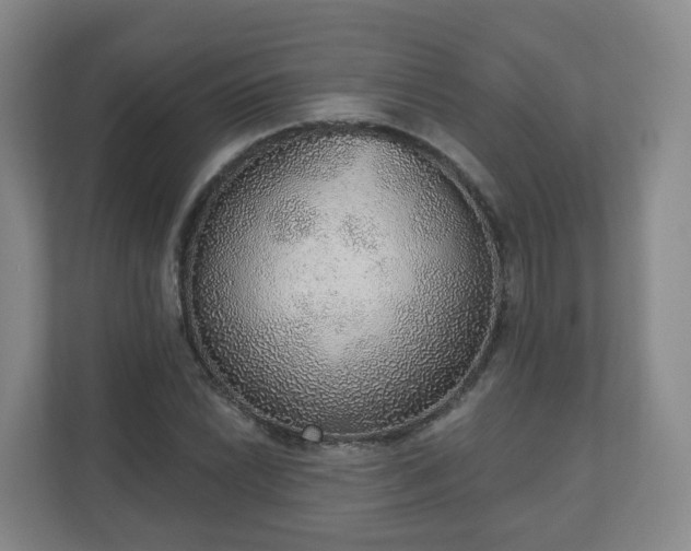 X0000110981022200906261425