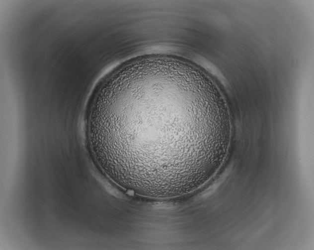 X0000110981029200906261425