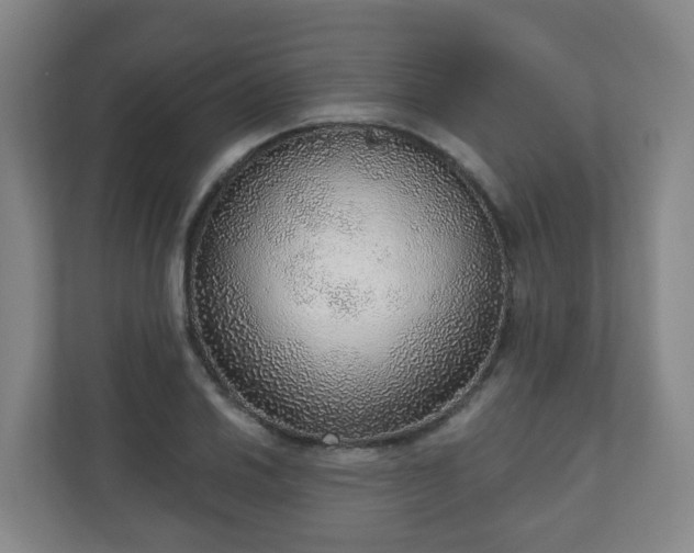 X0000110981030200906261425