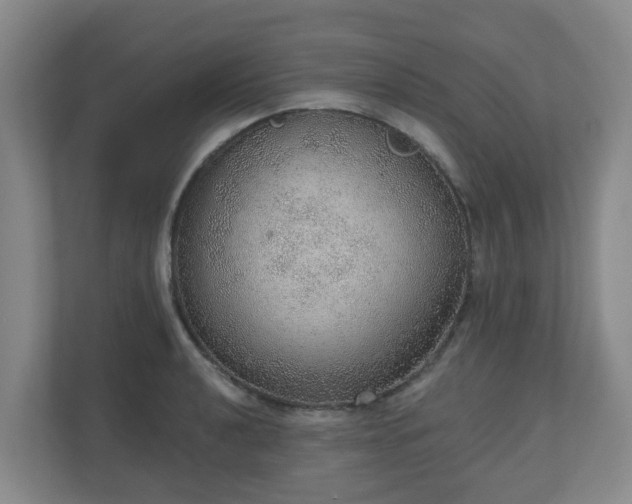 X0000110981040200906261425