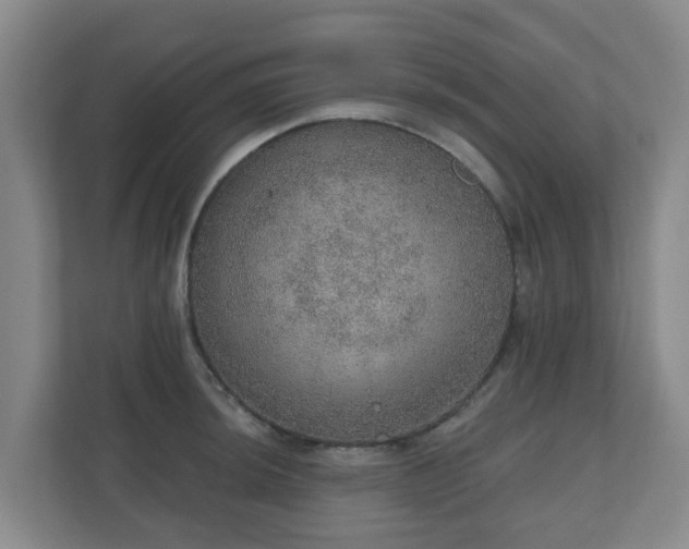 X0000110981044200906261425