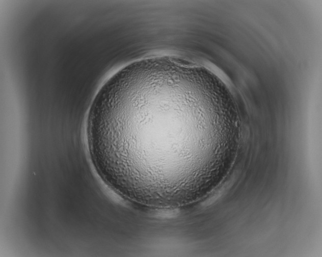 X0000110981055200906261425