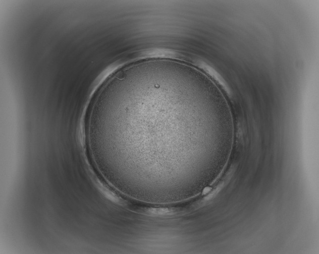 X0000110981082200906261424