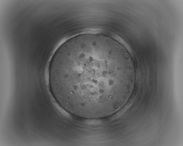 X0000110981083200906261424