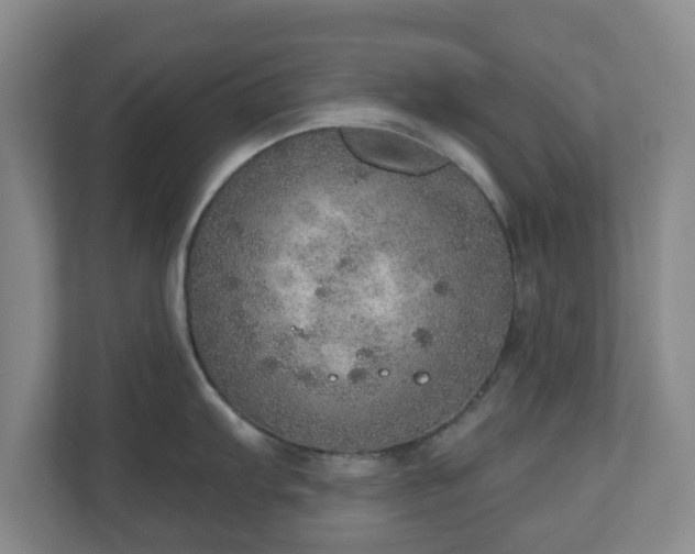 X0000110981103200906261424