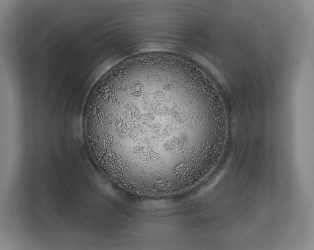 X0000110981121200906261424