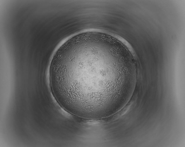 X0000110981199200906261423