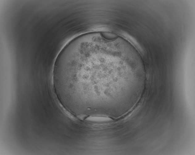 X0000110981236200906261423