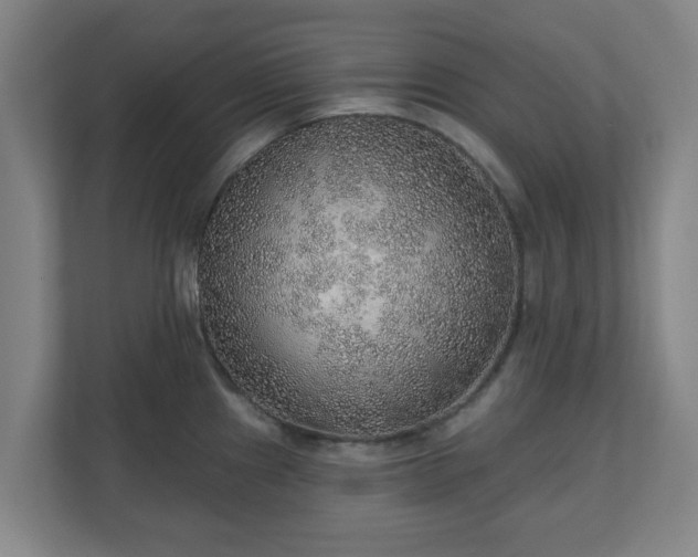 X0000110981241200906261423