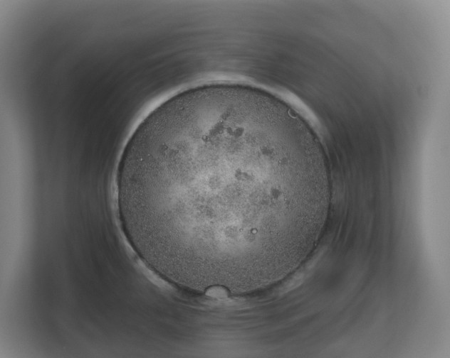 X0000110981287200906261422