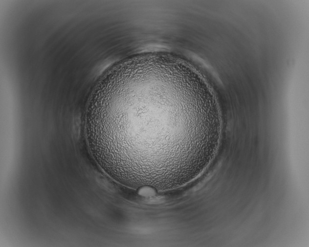 X0000110981313200906261421