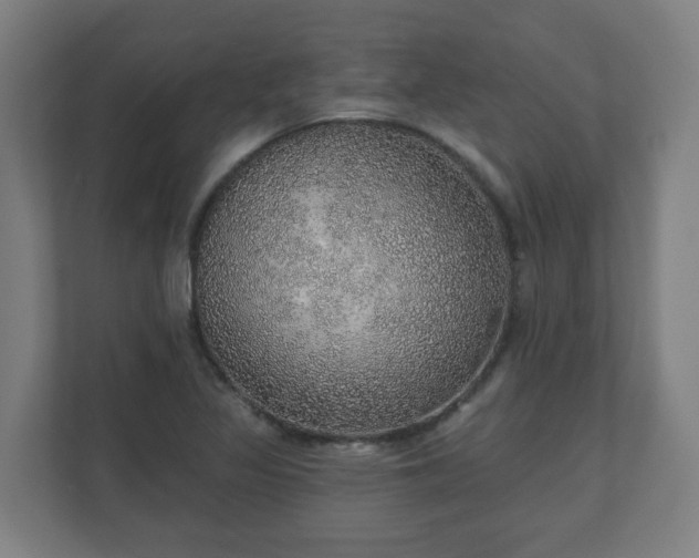 X0000110981317200906261421