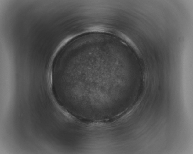 X0000110981323200906261421