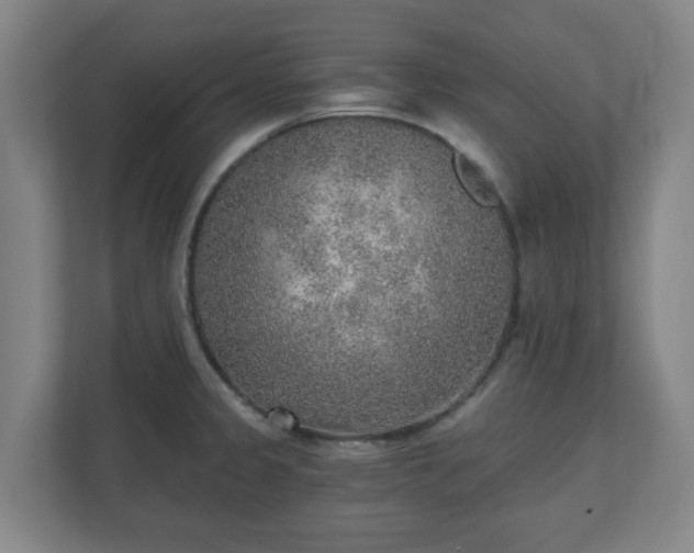 X0000110981333200906261421