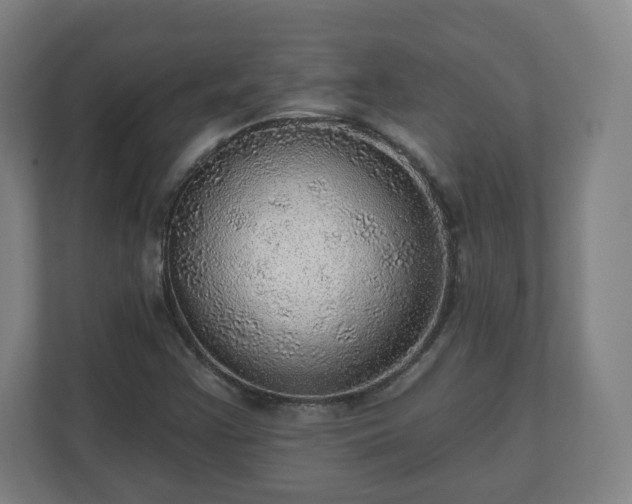 X0000110981355200906261421