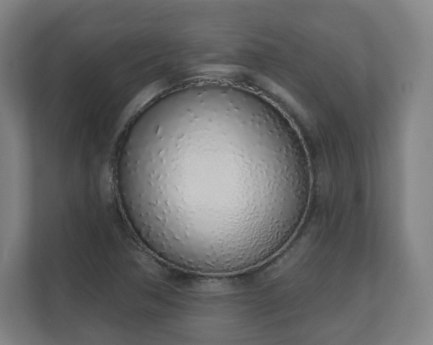 X0000110981362200906261421