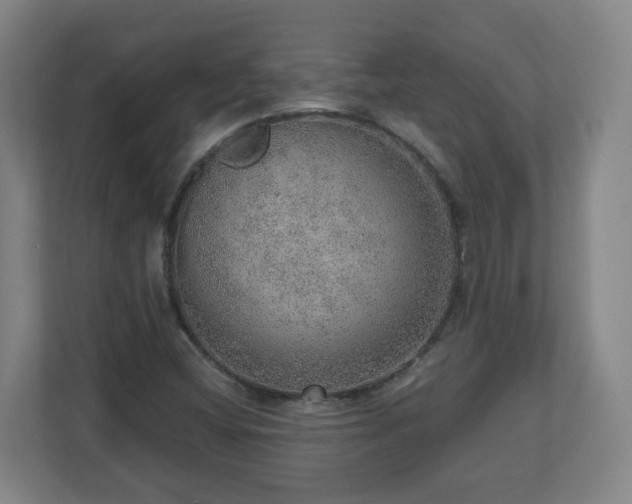 X0000110981404200906261420