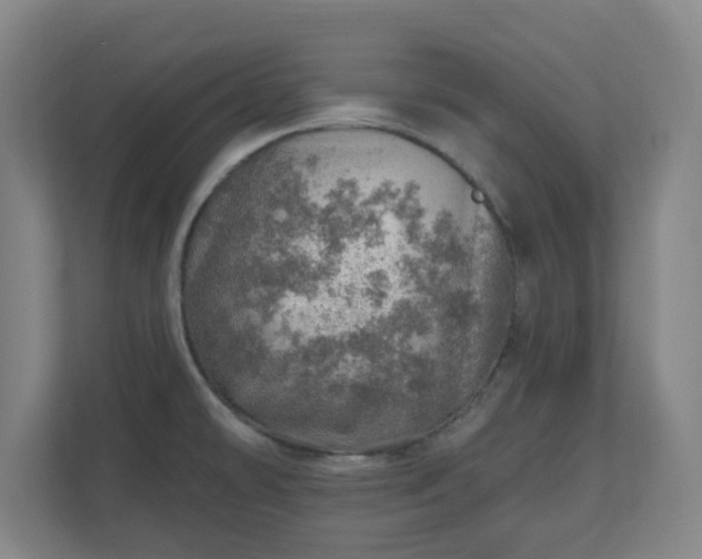 X0000110981478200906261419