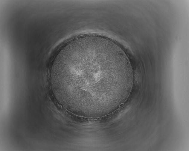 X0000110981494200906261418