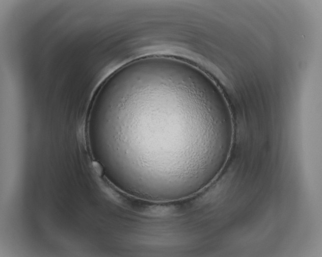 X0000110981513200906261419