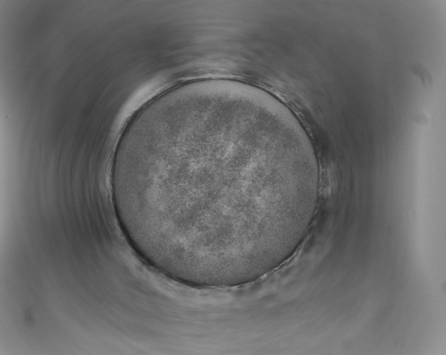 X0000110980004200907022106