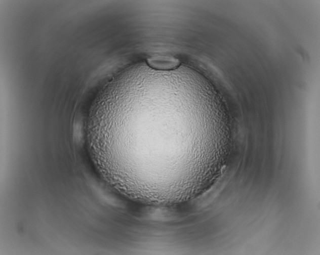 X0000110980074200907022105