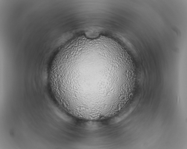 X0000110980261200907022102