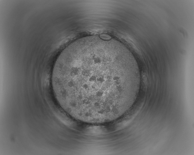 X0000110980499200907022059