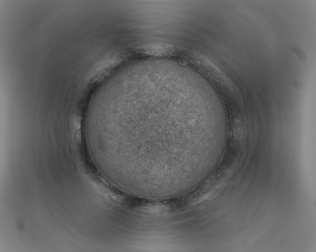 X0000110980696200907022056