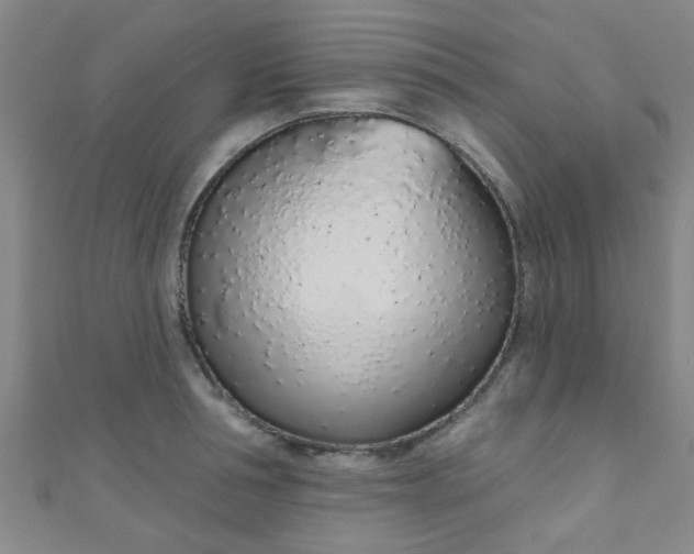 X0000110980994200907022052