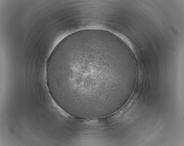 X0000110981006200907022052