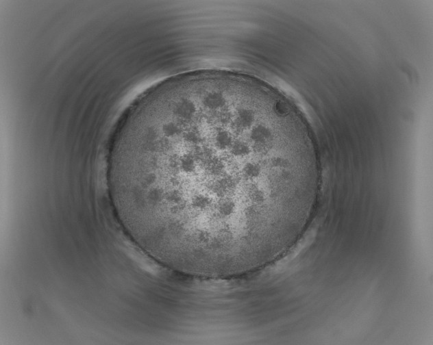 X0000110981019200907022051