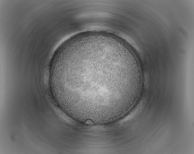 X0000110981021200907022051